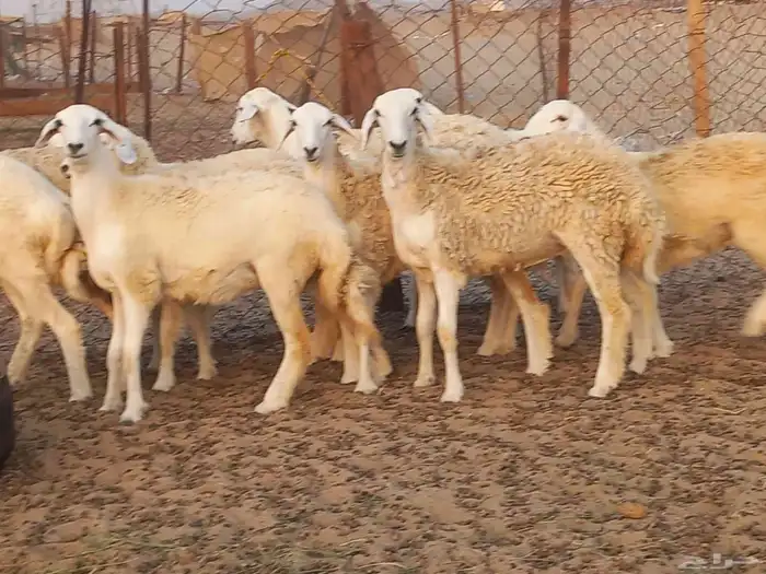 رخال حريات دفيع شرط 3