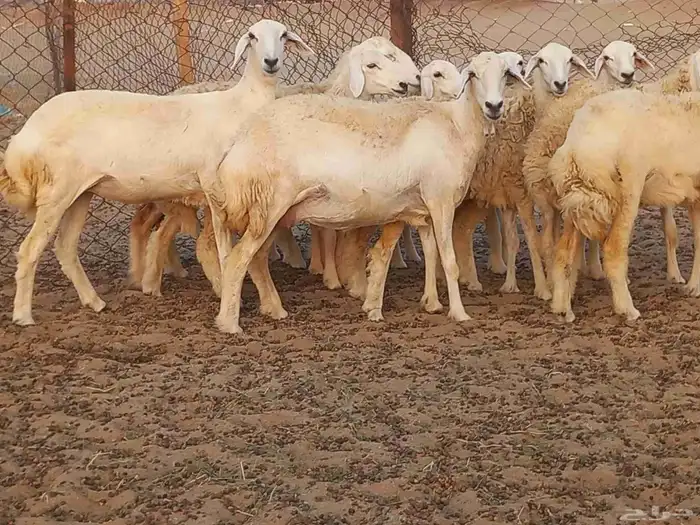 رخال حريات دفيع شرط 5