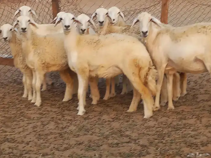 رخال حريات دفيع شرط 0