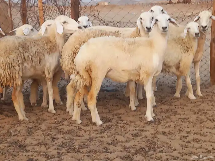 رخال حريات دفيع شرط 7