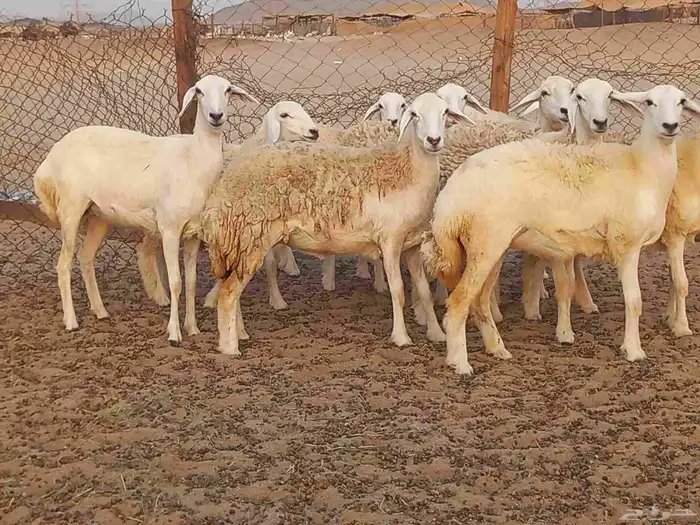 رخال حريات دفيع شرط 2