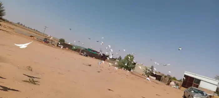 حمام بلدي مع زاجل مشكل 6