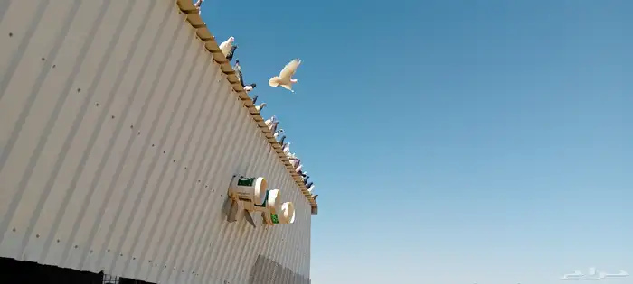 حمام بلدي مع زاجل مشكل 8