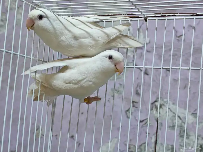 زوج روز البينو صافي منتج نزل اول بيضه 0