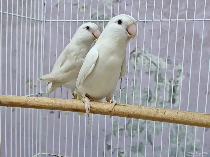 زوج روز البينو صافي منتج نزل اول بيضه 1
