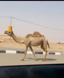 ناقه ضربه ثو علي جمعيع شروط مبيوع ولدها ليوم 1