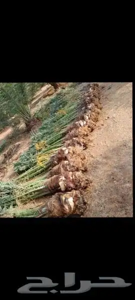 يوجد لدينا جميع انواع النخيل وجميع المقسات المختلفه 6