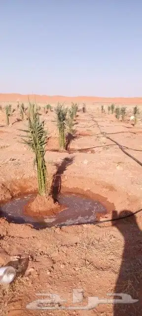 يوجد لدينا جميع انوع الفروخ 13