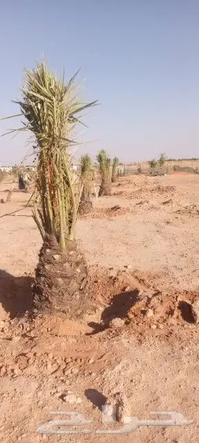 يوجد لدينا جميع انوع الفروخ 6