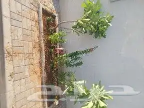 مشتل لتنسيق الحدائق 8