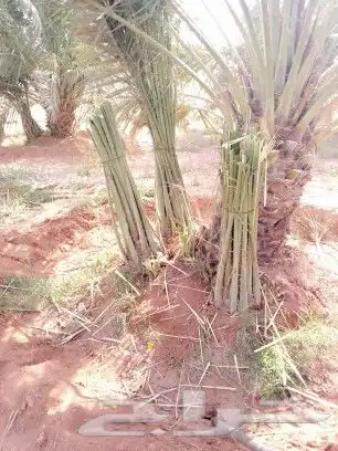 يوجد لدينا جميع انوع الفروخ 12