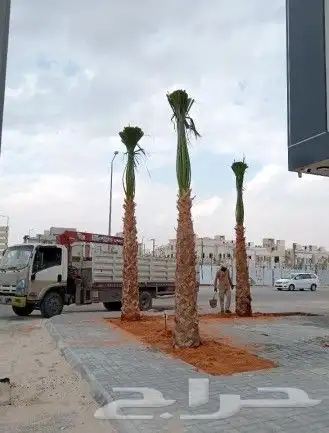نخل واشنطني زينه امريكي جميع مناطق المملكه توصيل وزراعة 9