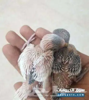 ابحث عن فرخ بادجي انجليزي او هولندي 0