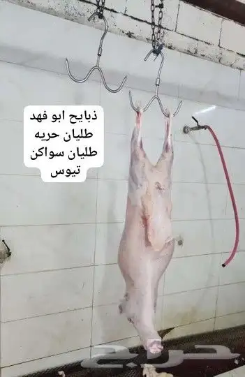 طليان ذبايح تفريد متوفر خدمة الذبح والتوصيل حسب الطلب 0