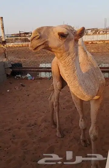 عشرا صفرا كفو 4