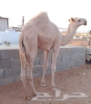 عشرا صفرا كفو 3