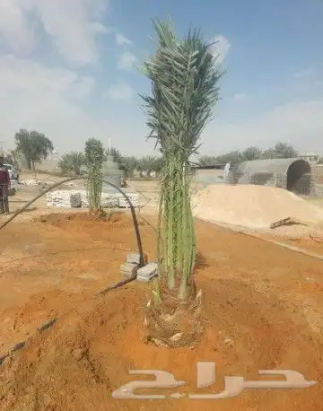 يوجد لدينا فسايل مثمره جميع انواع النخيل 7