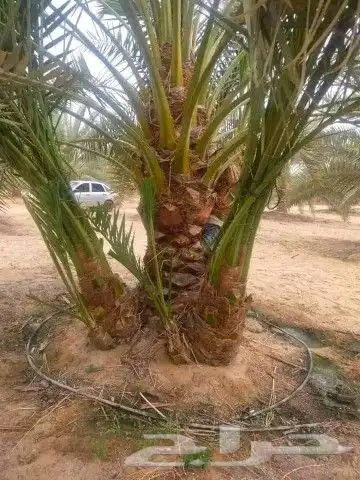 جميع انواع النخيل متوفره فسايل جثاين وشنطن 0