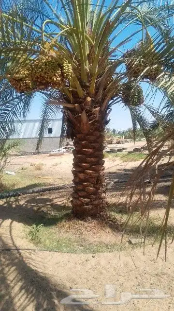 يوجد لدينا جميع انواع النخيل وجميع المقسات المختلفه 3