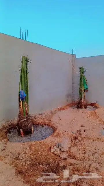 يوجد لدينا جميع انواع النخيل وجميع المقسات المختلفه 9