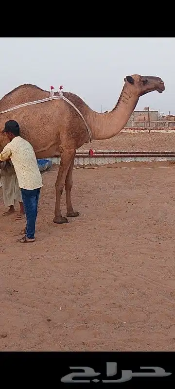 عشرا صفرا كفو 0
