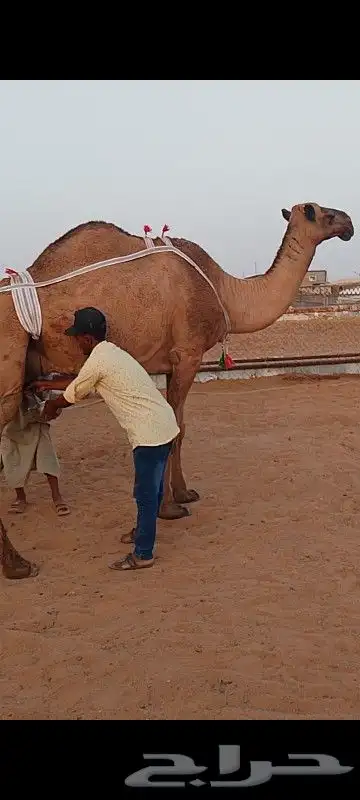 عشرا صفرا كفو 1