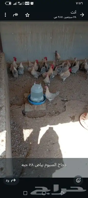 دجاج المنيوم بياض 0
