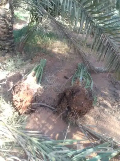 يوجد لدينا جميع انوع الفروخ 14