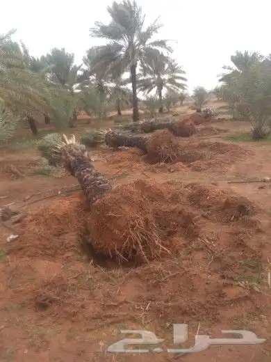 يوجد لدينا جميع انوع الفروخ 7