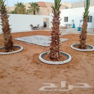 يوجد لدينا جميع انواع انخيل عربي وشنطني وقسم الشبوك المزرع 2