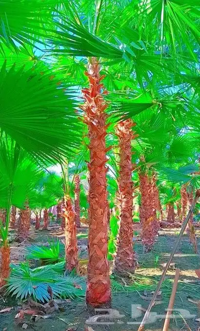 بيع نخل مثمر نخيل نقايل جثايث واشنطني إخلاص سكري برحي صقعي 5