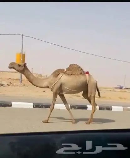 ناقه ضربه ثو علي جمعيع شروط مبيوع ولدها ليوم 0