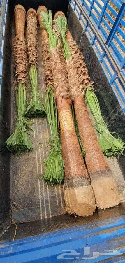 نخل واشنطني زينه امريكي جميع مناطق المملكه توصيل وزراعة 5