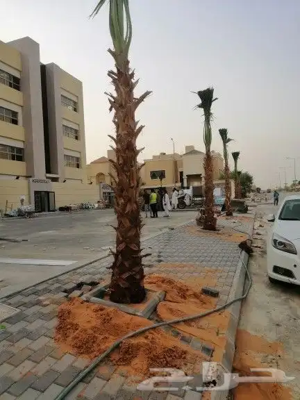 نخل زينه وشنطني ونخل عربي 9