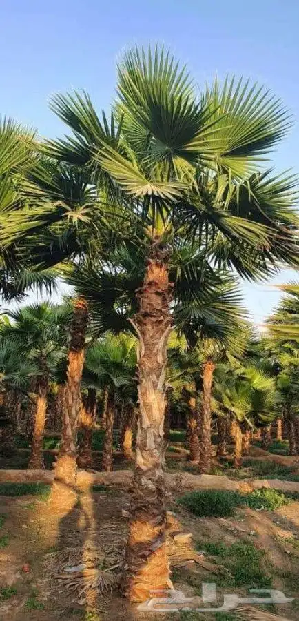 نخل واشنطني زينه امريكي جميع مناطق المملكه توصيل وزراعة 4