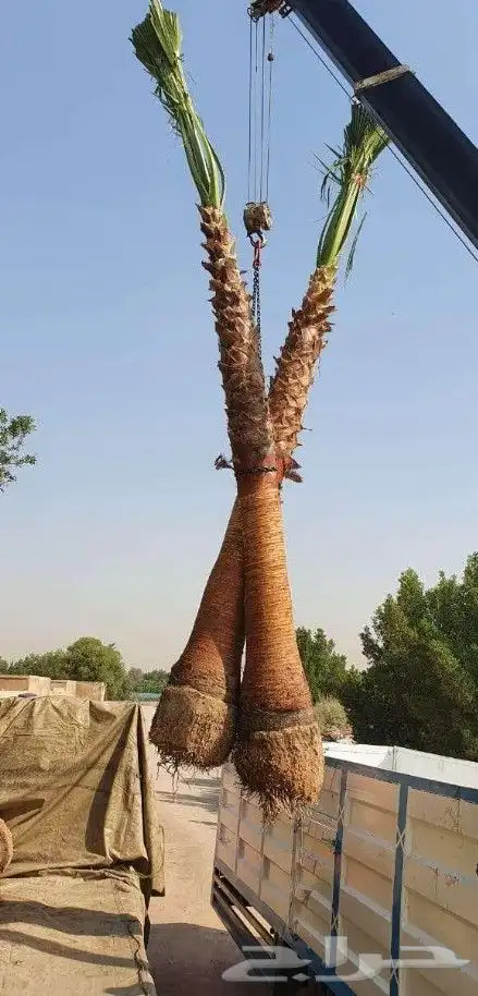 نخل واشنطني زينه امريكي جميع مناطق المملكه توصيل وزراعة 6