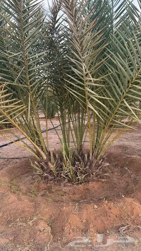 يوجد لدينا جميع انوع الفروخ 1