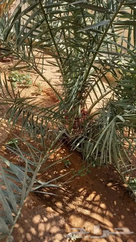 للبيع نخل 2