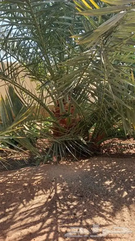 للبيع نخل 5