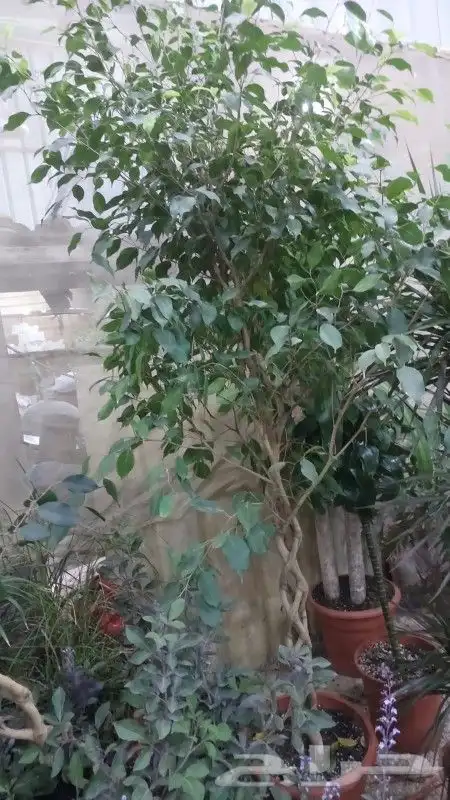 مشتل لتنسيق الحدائق 2