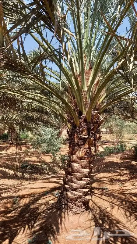 للبيع نخل 3