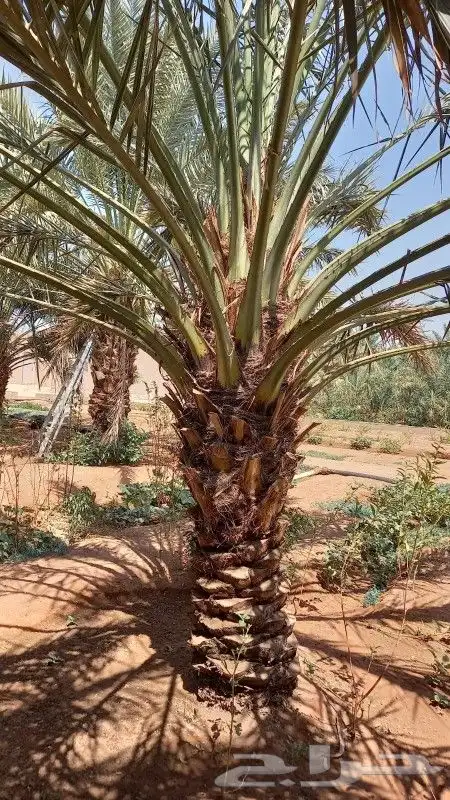 للبيع نخل 0