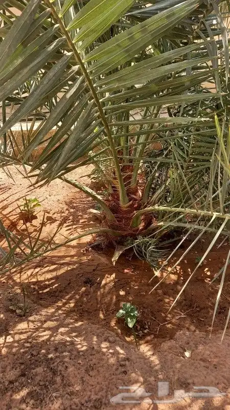 للبيع نخل 1