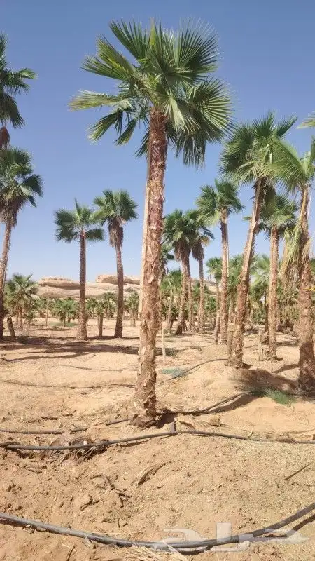 يوجد لدينا جميع انواع النخيل وجميع المقسات المختلفه 5