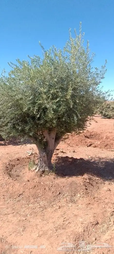 شجر زيتون اعمار كبيره 5