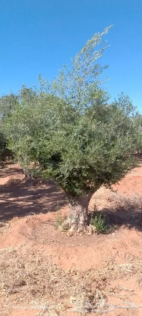 شجر زيتون اعمار كبيره 6