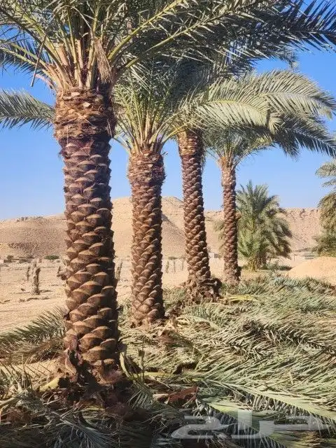 جميع انواع النخيل متوفره فسايل جثاين وشنطن 2