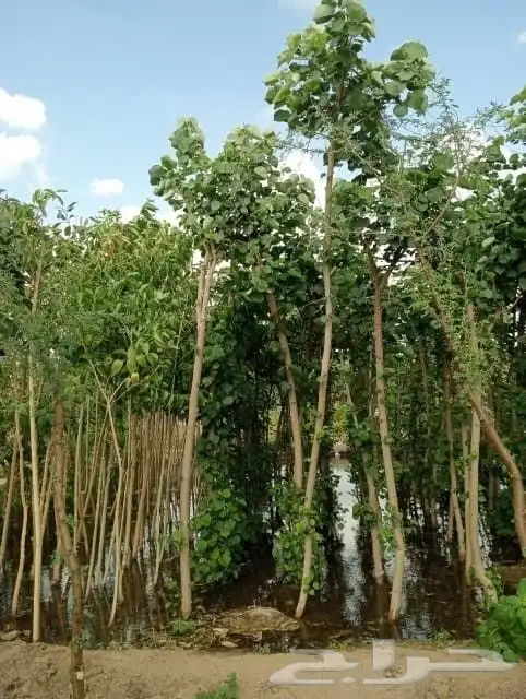 نخل واشنطن زينه درجه اولى نخل واشنطونيا زينه درجه اولى 6