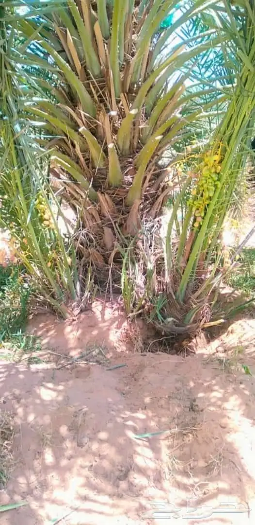 يوجد لدينا فسايل مثمره جميع انواع النخيل 9
