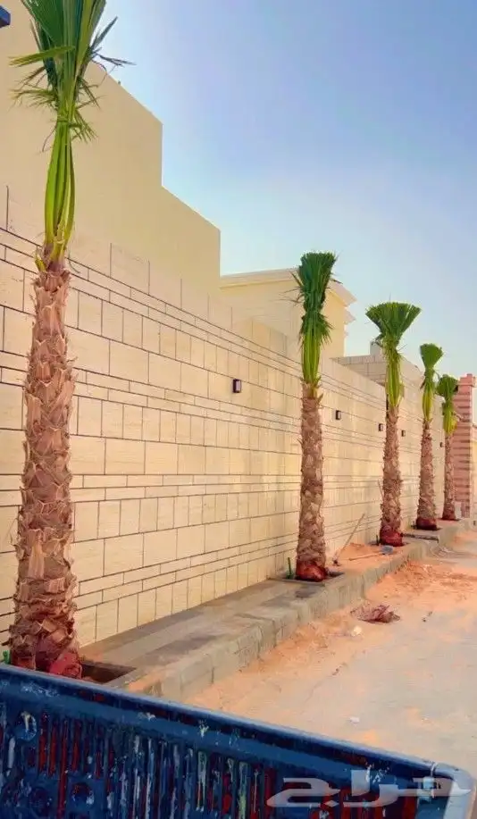 نخل واشنطني زينه امريكي جميع مناطق المملكه توصيل وزراعة 8